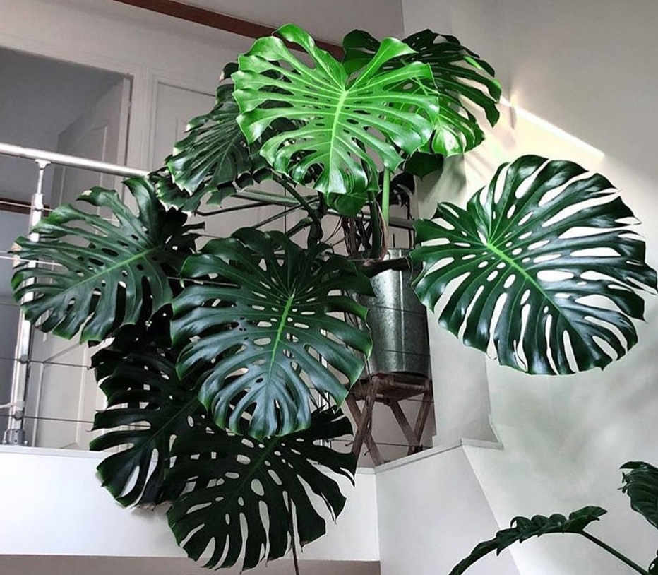 درختچه های بزرگ آپارتمانی