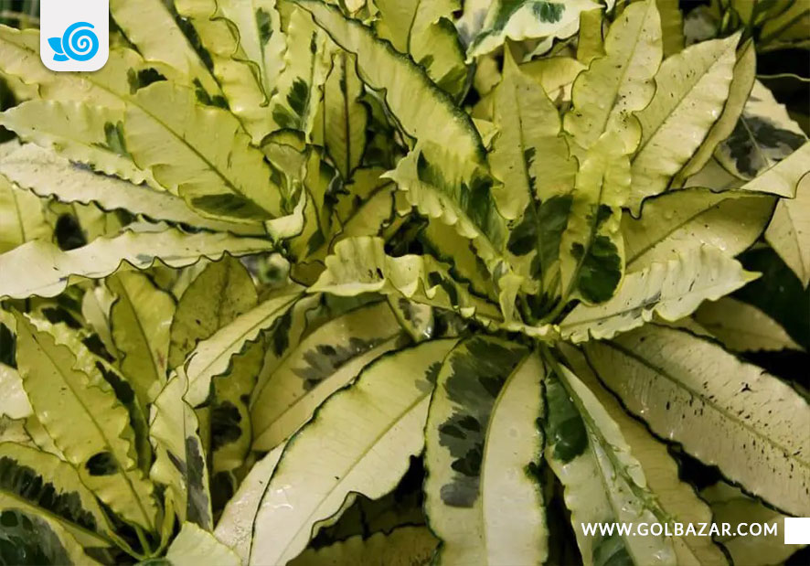 کروتون ابلق