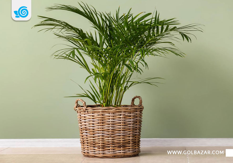 نگهداری نخل اریکا در خانه