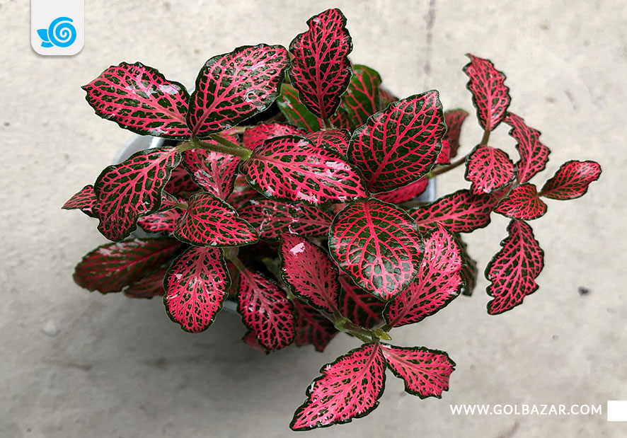 شرایط نگهداری فیتونیا در خانه