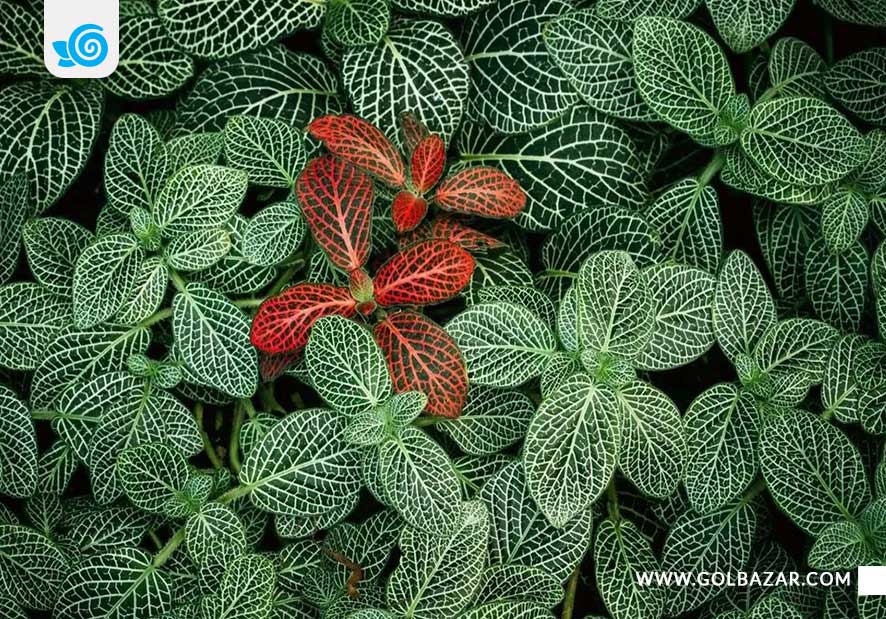 بیماری های گل فیتونیا