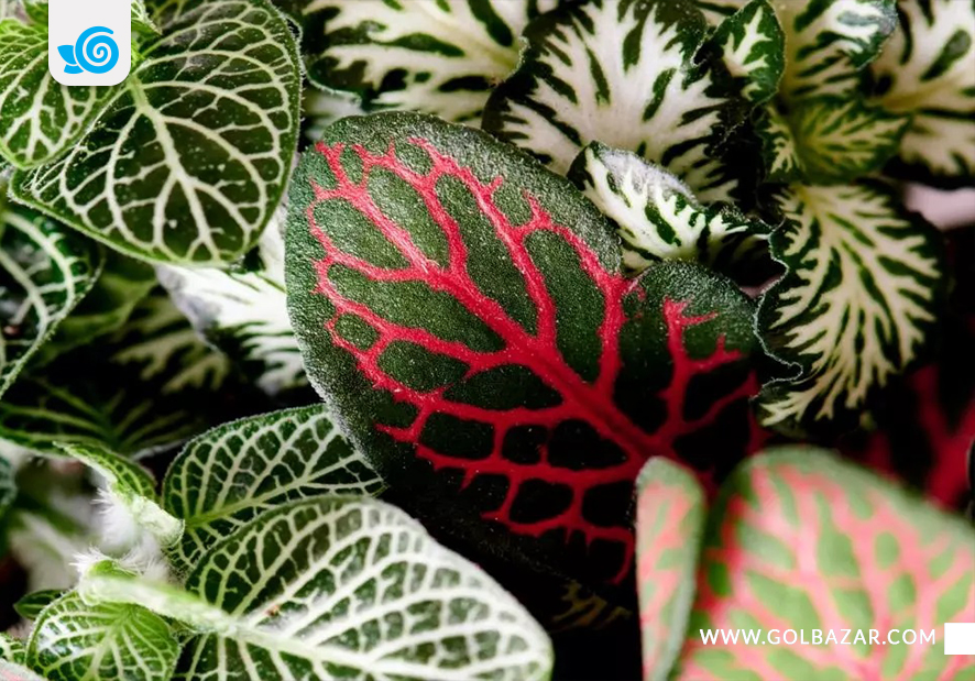 نگهداری از گل فیتونیا در زمستان