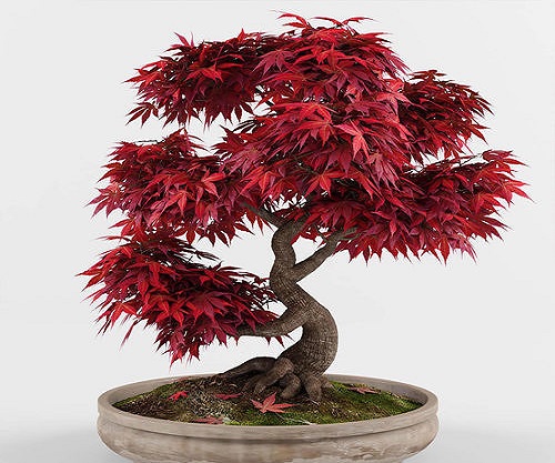 بونسای قرمز ژاپنی