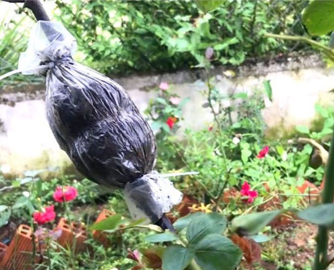 کاشت گل رز در باغچه