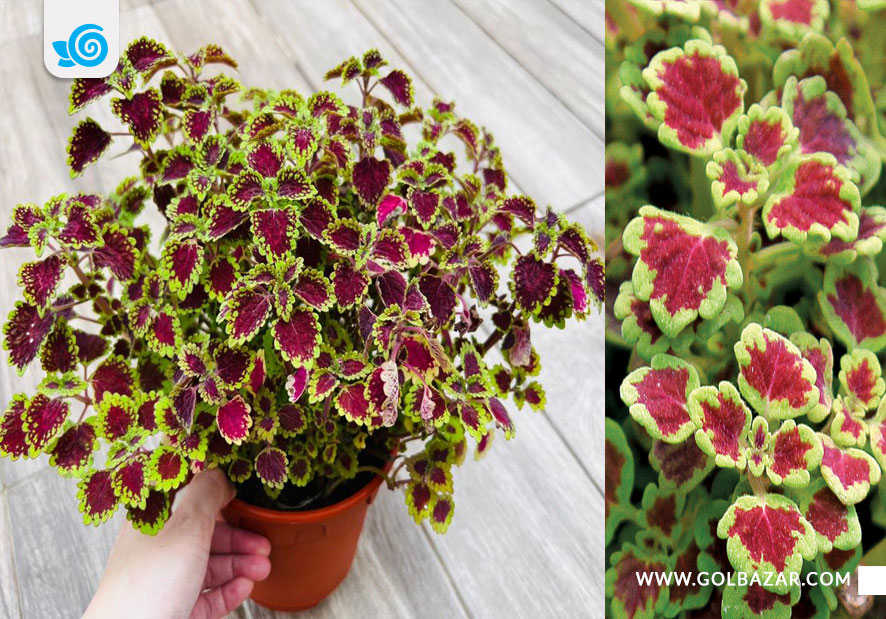 حسن یوسف بورگوندی