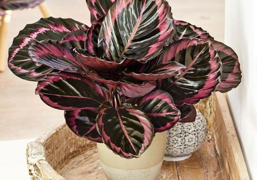 گل آپارتمانی برگ پهن رنگی