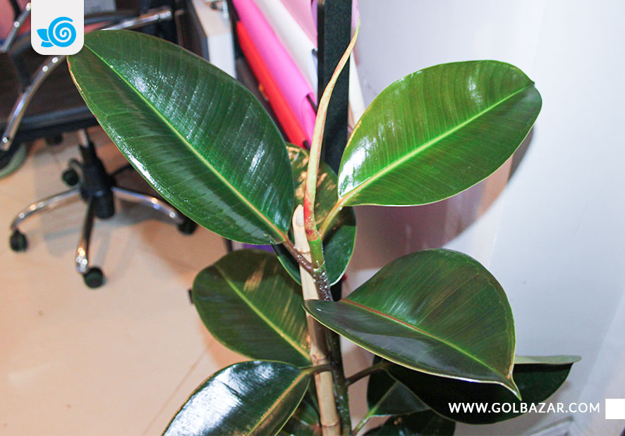 نگهداری فیکوس الاستیکا در زمستان