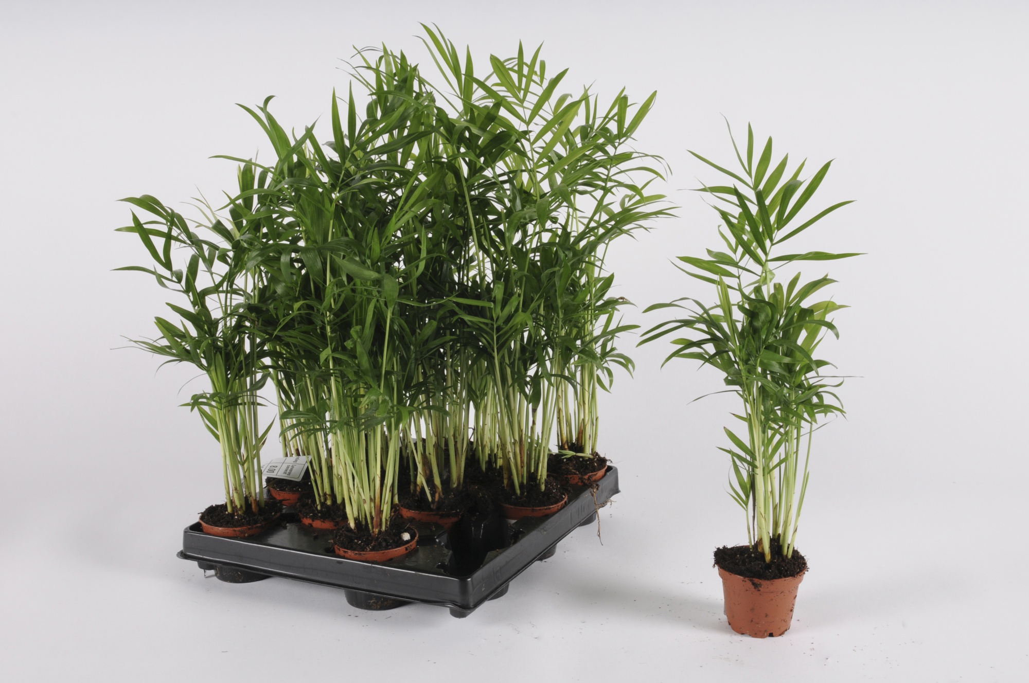 تکثیر نخل شامادورا