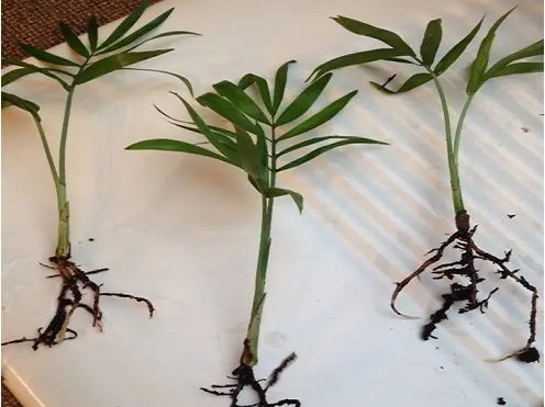 روش تکثیر نخل شامادورا