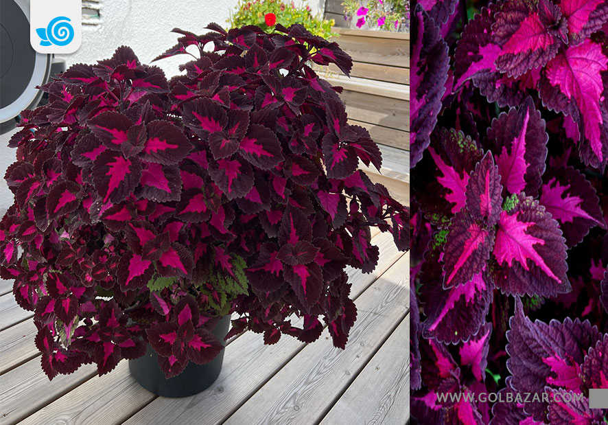 حسن یوسف رز چینی - انواع گل حسن یوسف