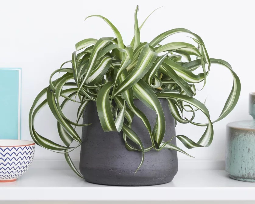 گیاهان آپارتمانی تصفیه کننده هوا