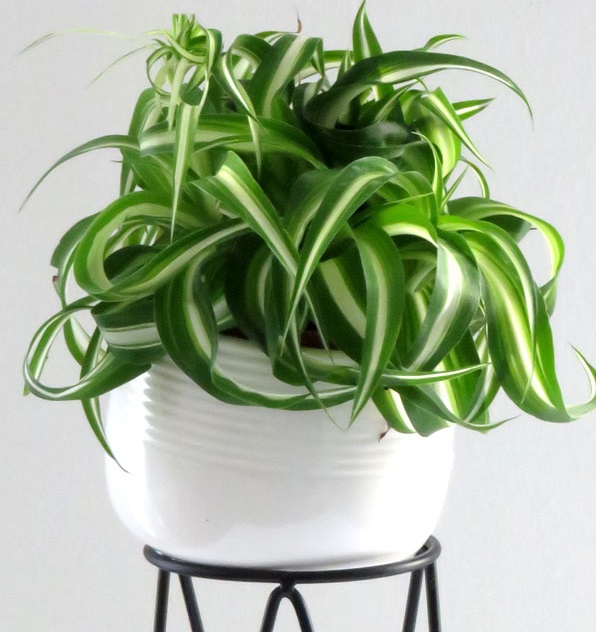 طرز نگهداری گل گندمی