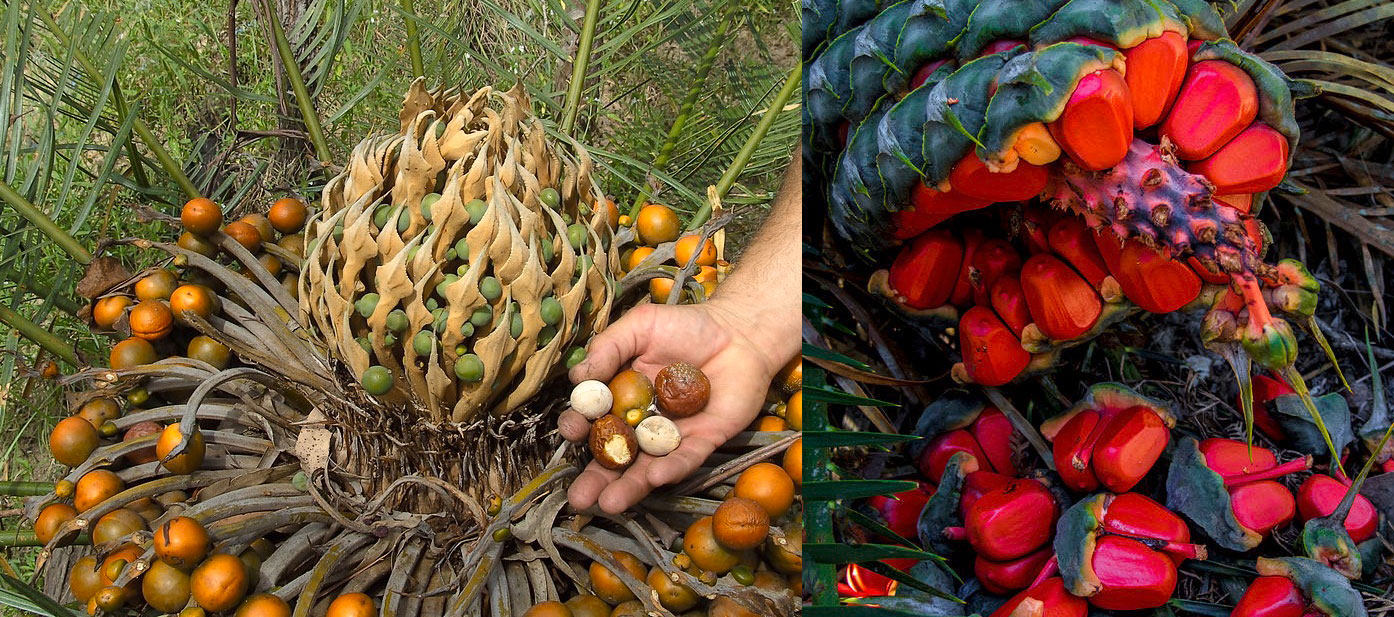 میوه گل سیکاس