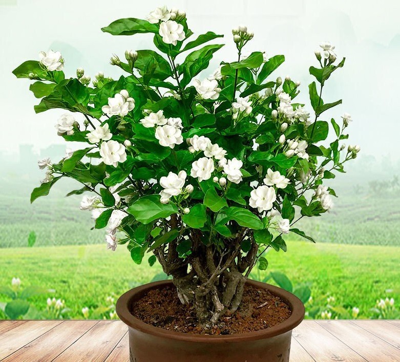 گیاه گلدار آپارتمانی