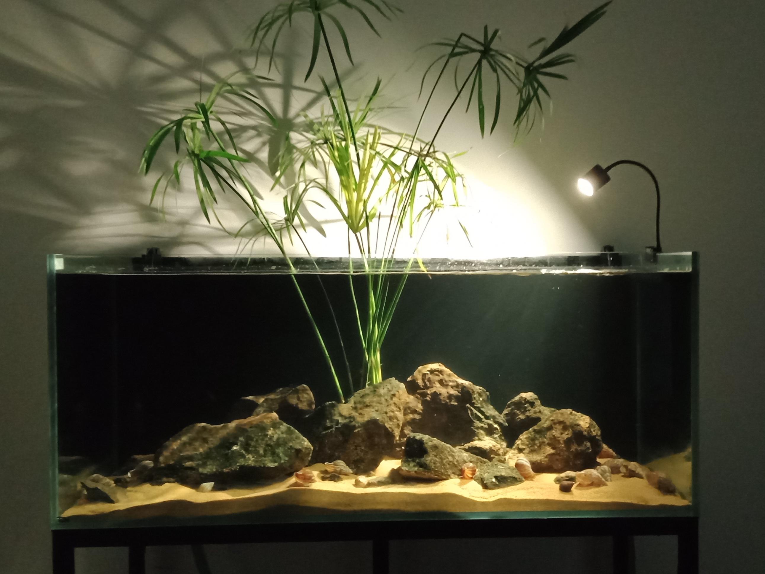 نخل مرداب در آکواریوم