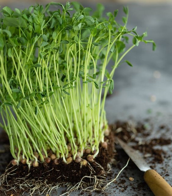 کاشت سبزه ماش