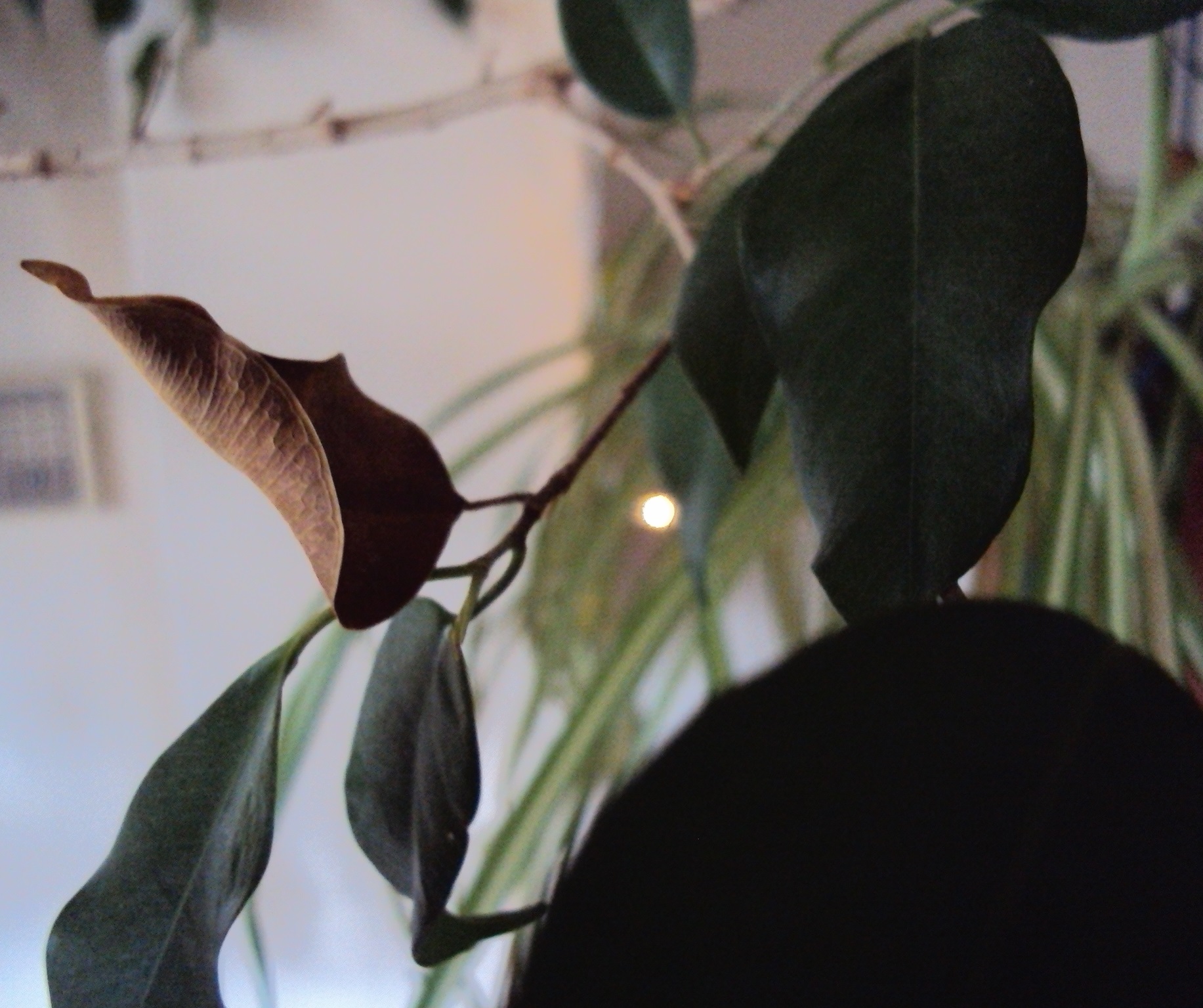 خشک شدن برگ بنجامین