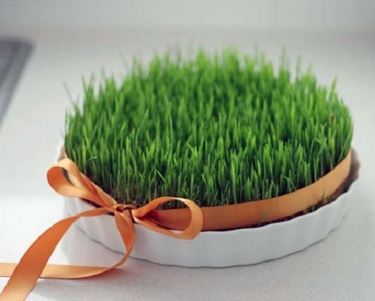 کاشت سبزه ارزن