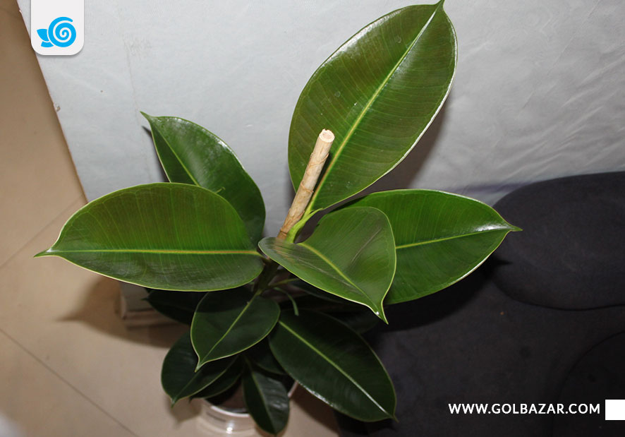 گلدهی فیکوس الاستیکا