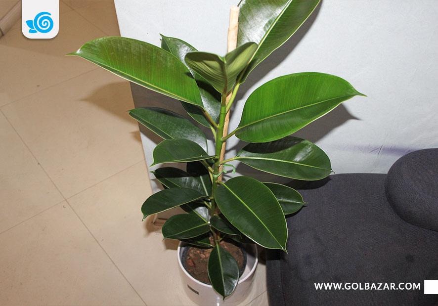 فیکوس الاستیکا نگهداری