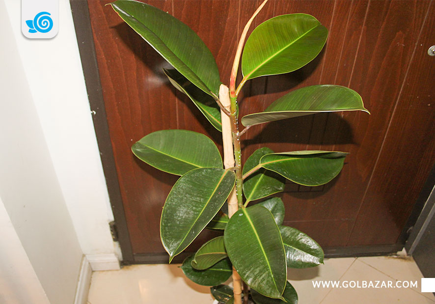 نگهداری از گل الاستیکا در زمستان