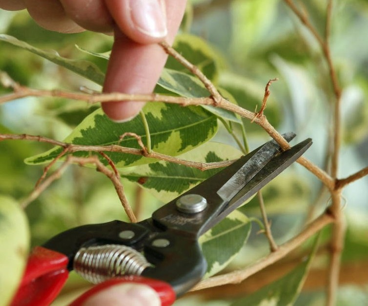 هرس کردن بنجامین