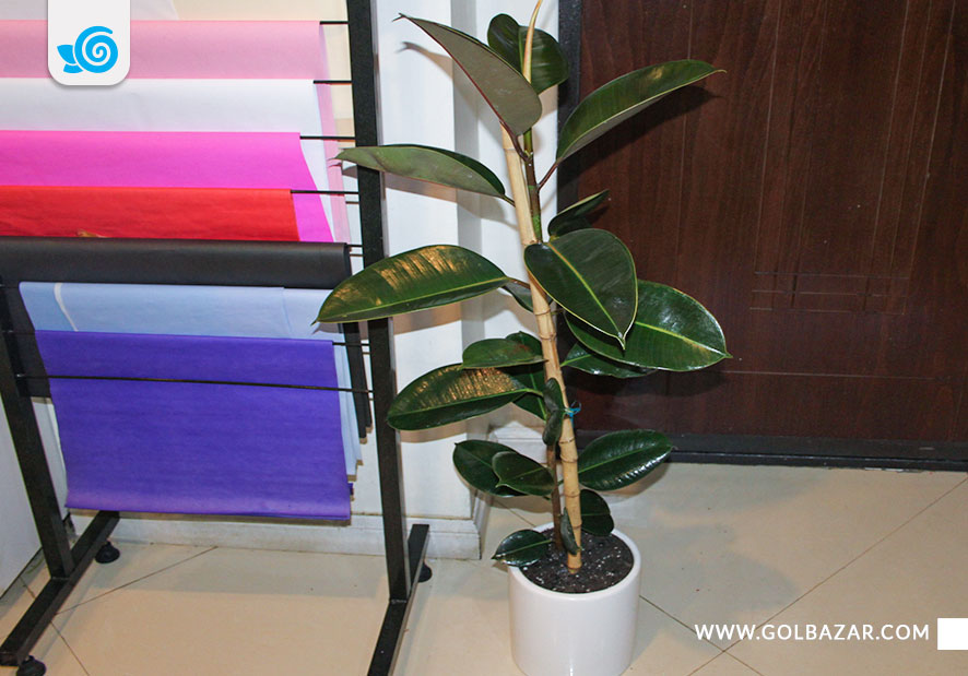 نگهداری فیکوس الاستیکا