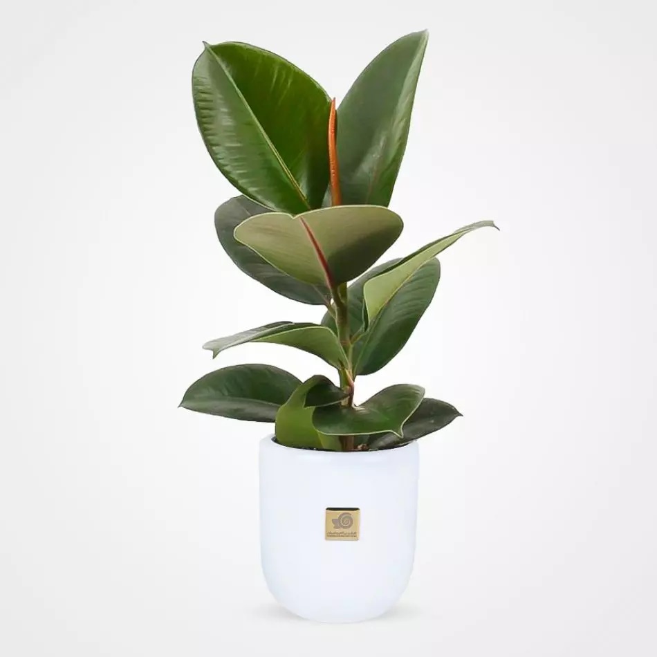 گیاهان اکسیژه ساز