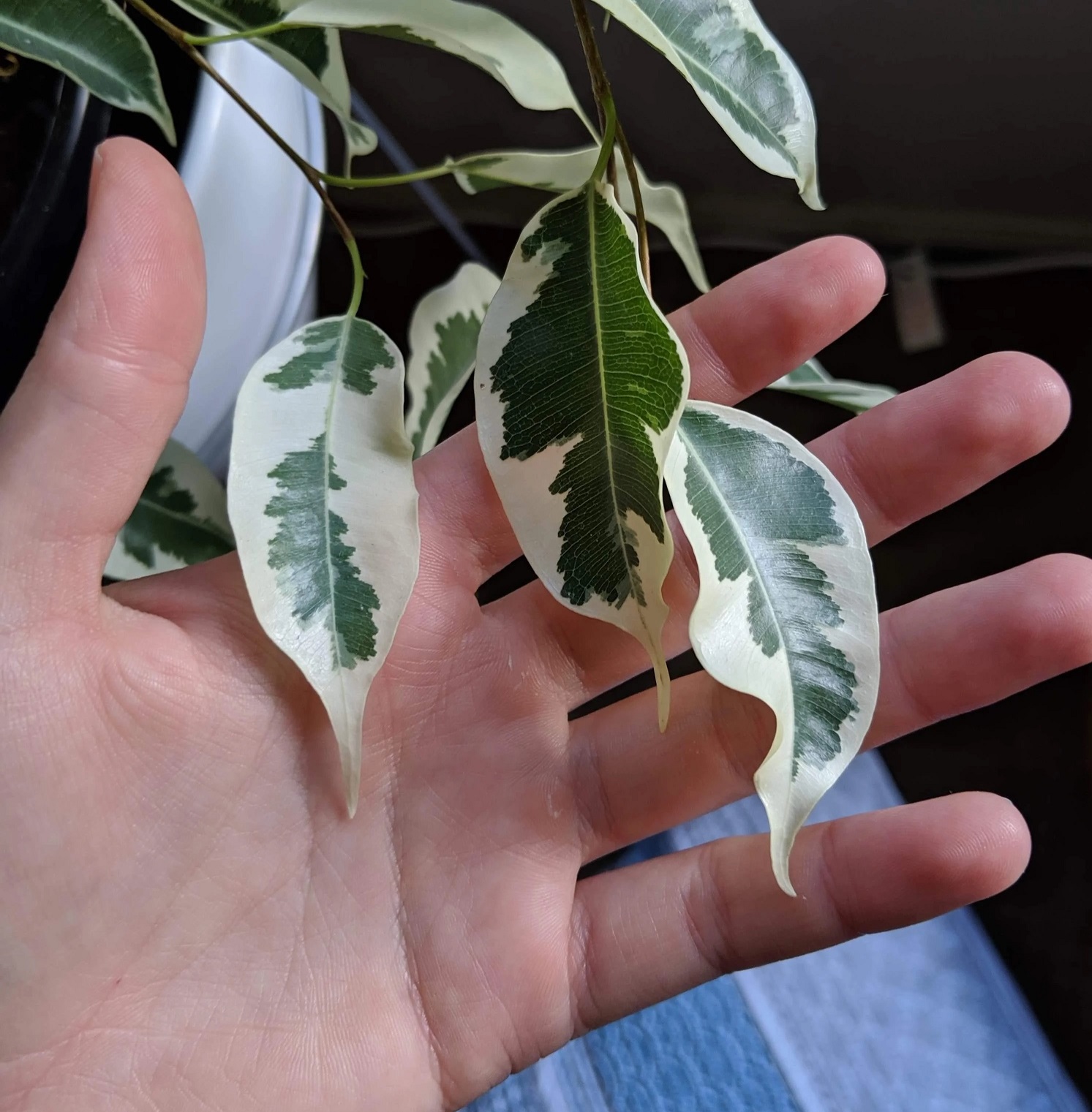 نگهداری بنجامین ابلق