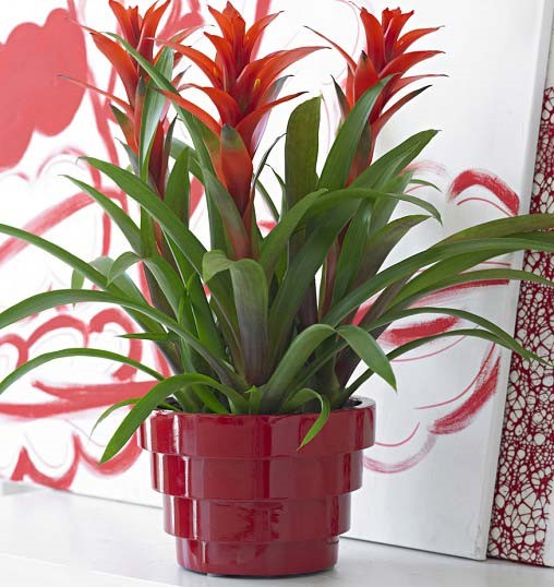 گیاهان سایه نشین