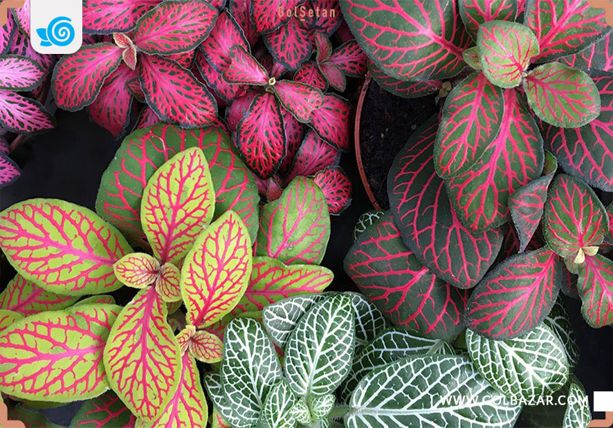 معرفی گل فیتونیا