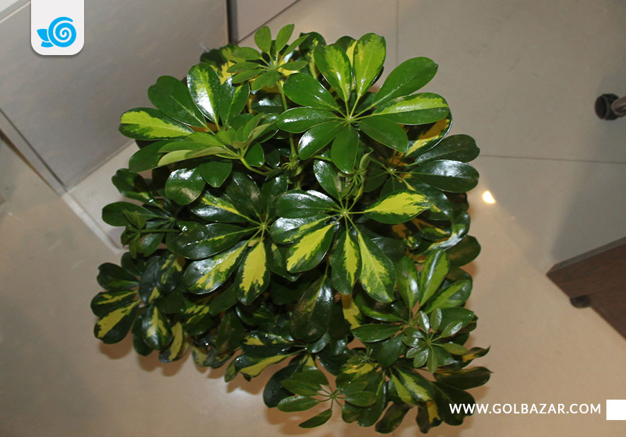 تکثیر گل شفلرا در منزل