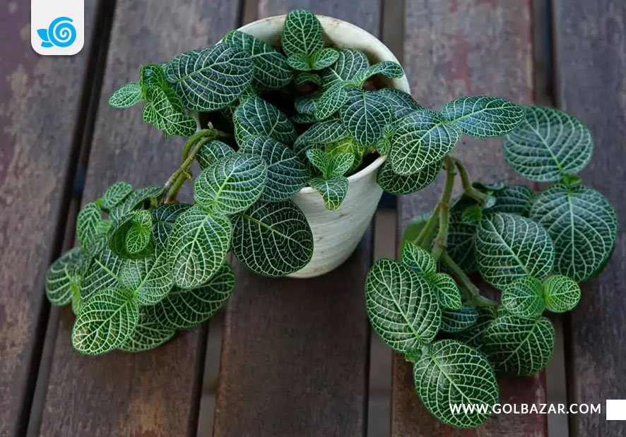 نگهداری از فیتونیا در خانه