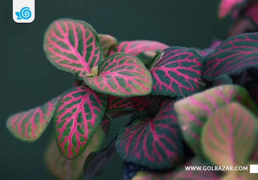 نگهداری از گیاه فیتونیا ورسافلتی