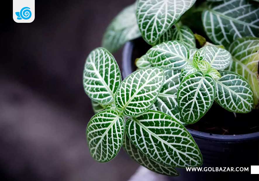 مراقبت از گل فیتونیا