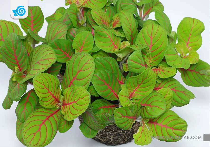 نگهداری گل فیتونیا