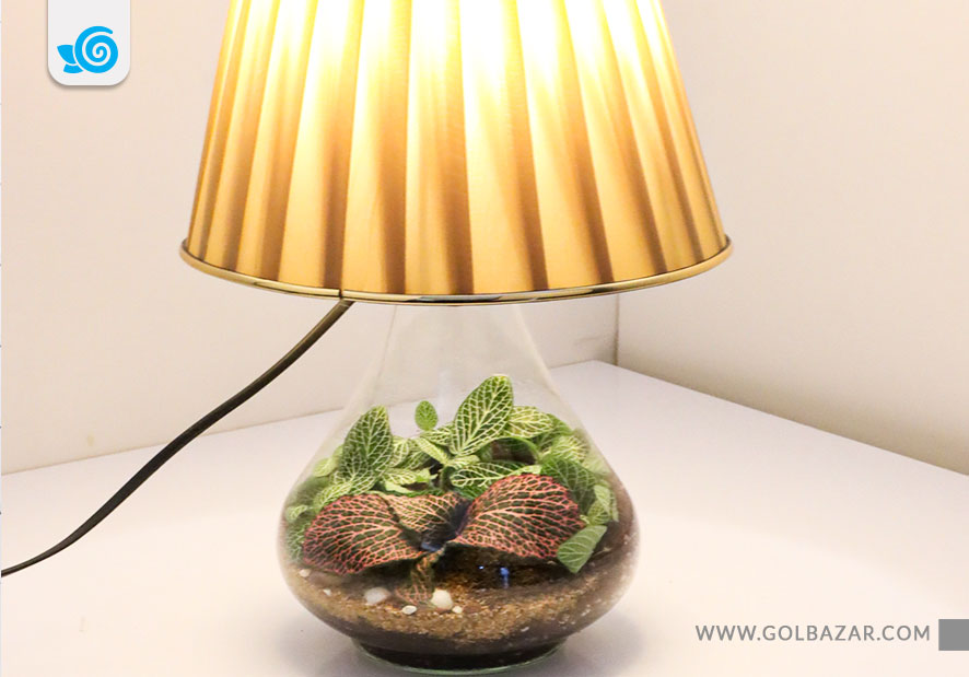 فیتونیا در تراریوم شیشه ای