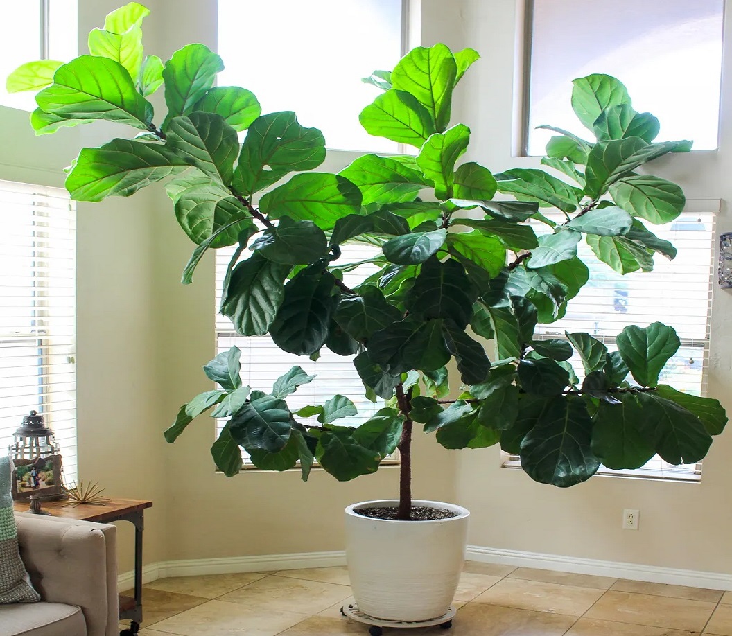 گیاه برگ پهن خونگی