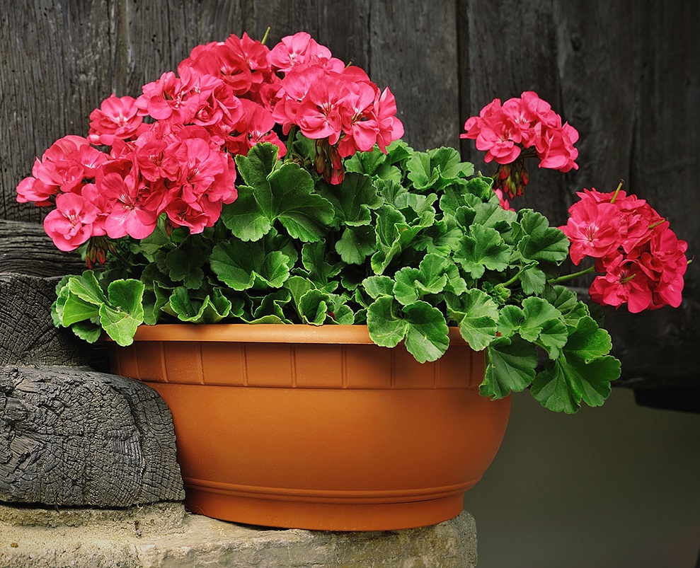 گل گلدار آپارتمانی