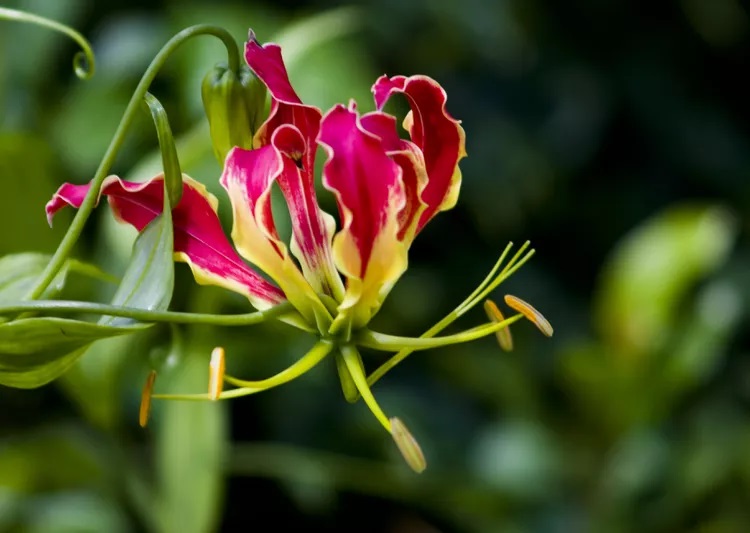 گل گران قیمت زیبا