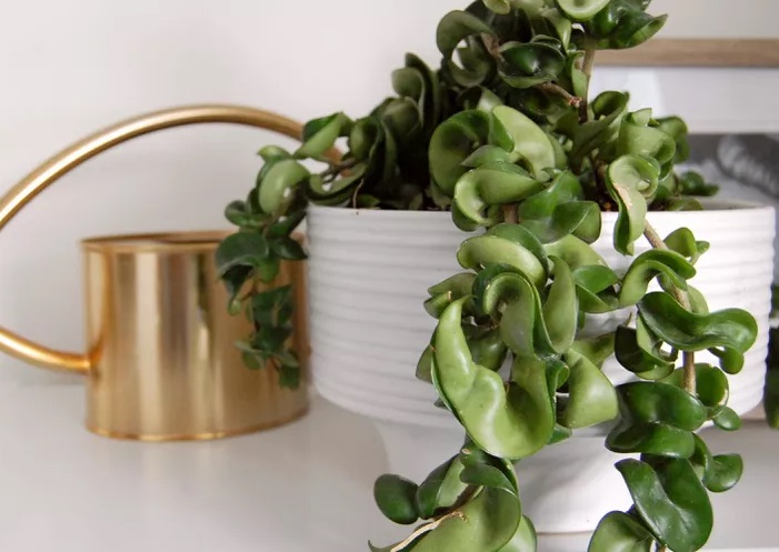 گل و گیاه گران قیمت آپارتمانی