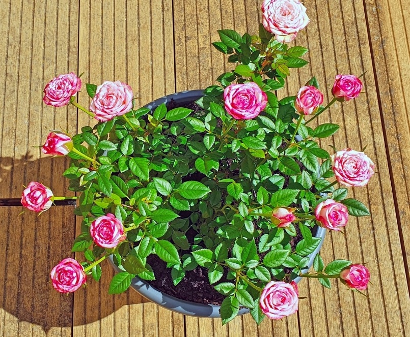 کاشت گل رز با عسل