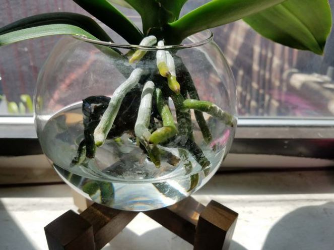 نگهداری ارکیده در آب