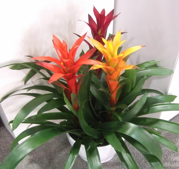 گلدان گل گلدار