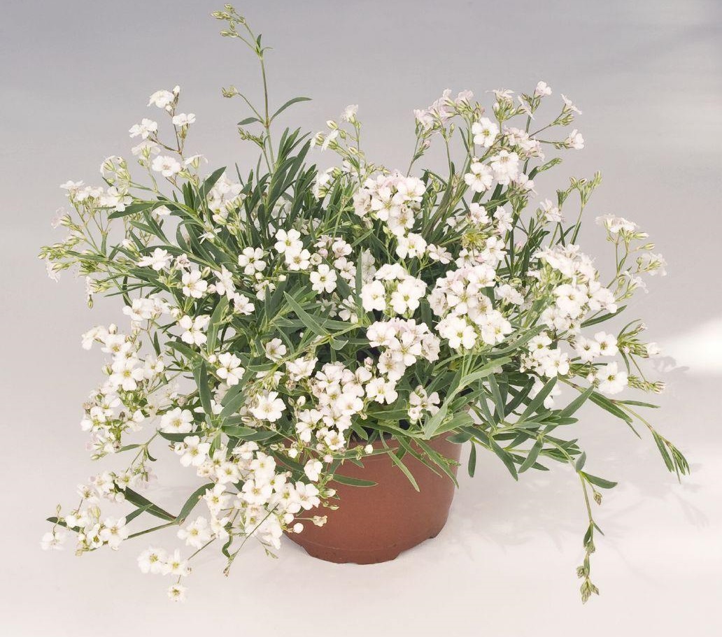 طریقه نگهداری گل عروس