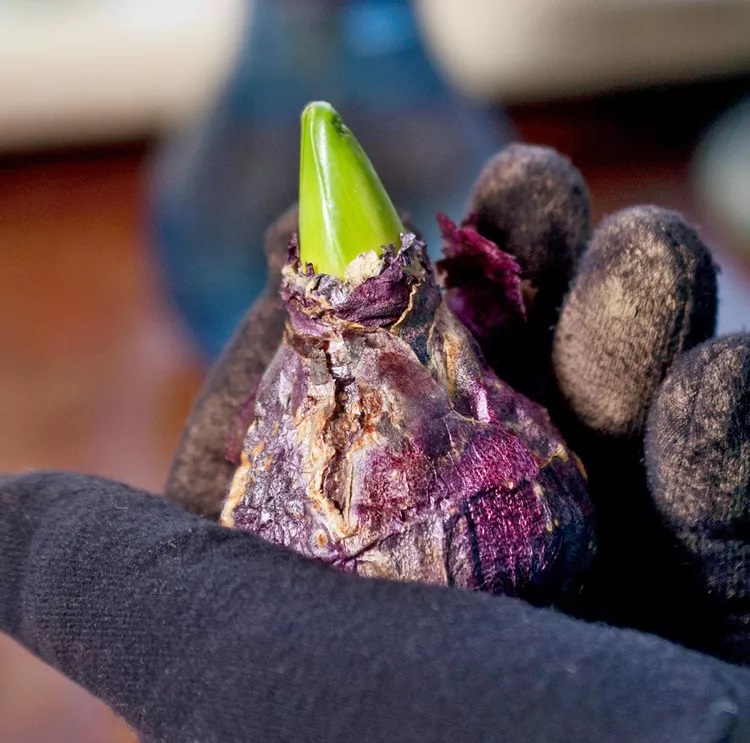 نگهداری پیاز سنبل