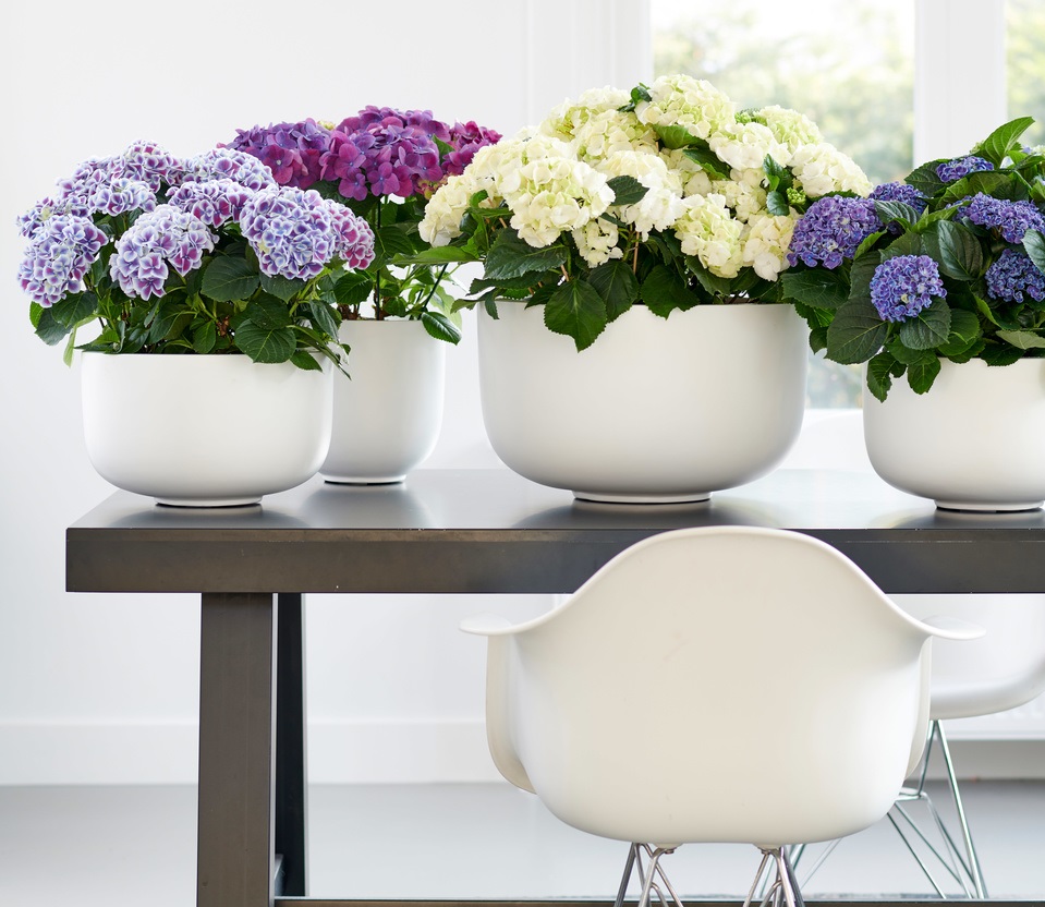 تکثیر گل ادریسی