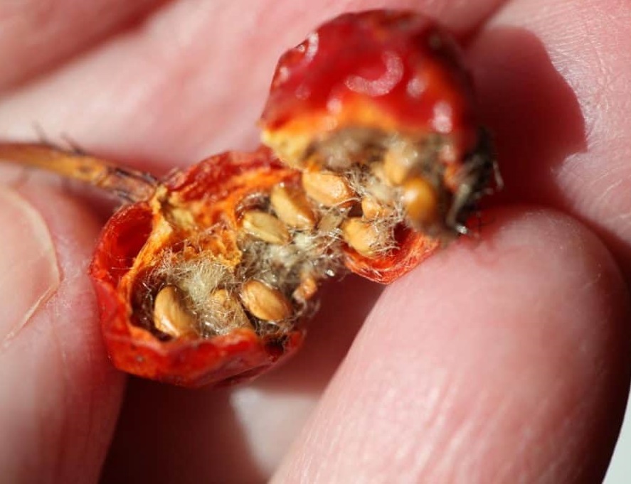 تکثیر گل رز با بذر