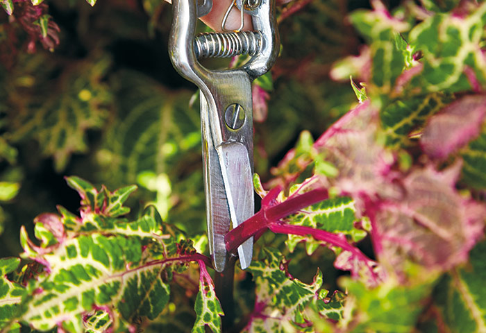 هرس حسن یوسف