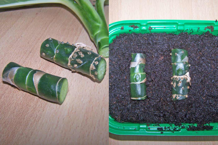 تکثیر ساقه دیفن باخیا در خاک